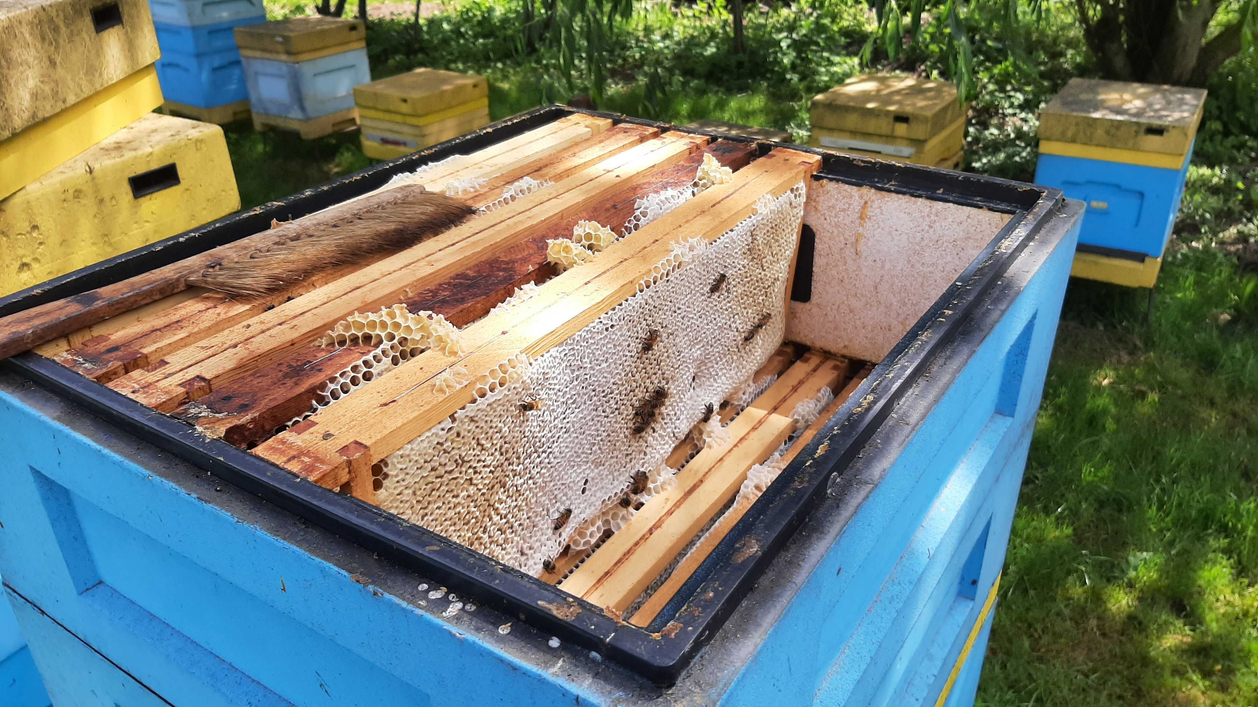 Matki pszczele unasiennione buckfast GZ krainka Tr Włoszka