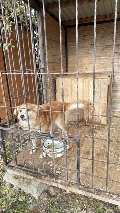 Риженька собачка стерилізована