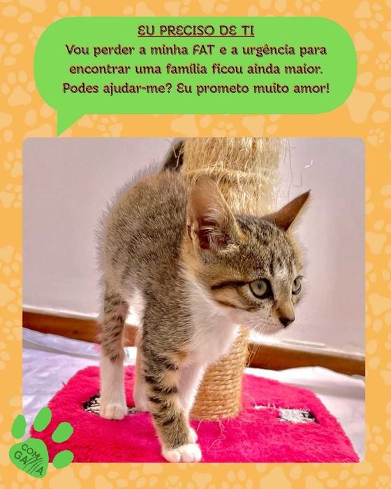 Gatinhos para adoção