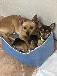 Doação pincher e Chihuahua