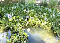 Plantas flutuantes de lago