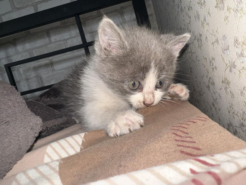 Віддам безкоштовно :) котиків :)