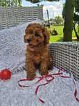 Piękna suczka Cavapoo