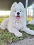 Samoyed gotowy ZKwP FCI
