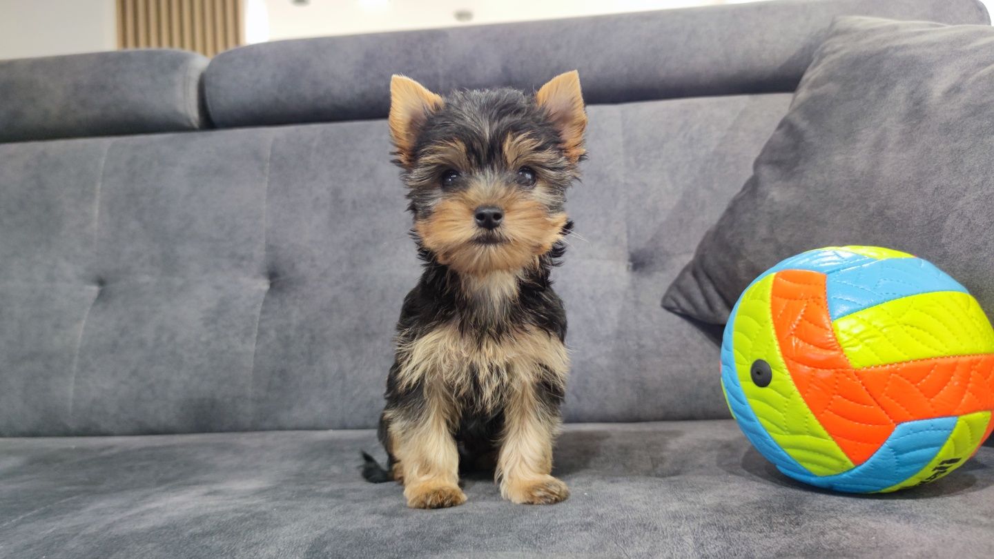 Yorkshire terrier york
