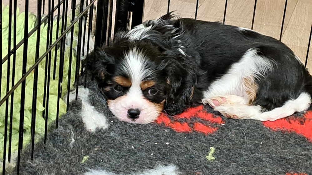 Dziewczynka tricolor Cavalier King Charles Spaniel fci