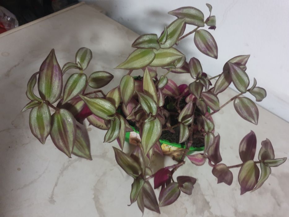 Trzykrotka duza sadzonka