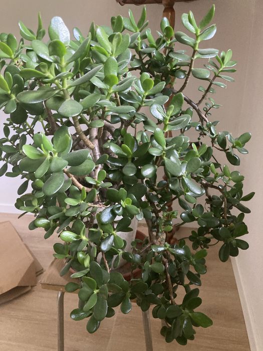 Kwiaty doniczkowe kliwia i grubosz