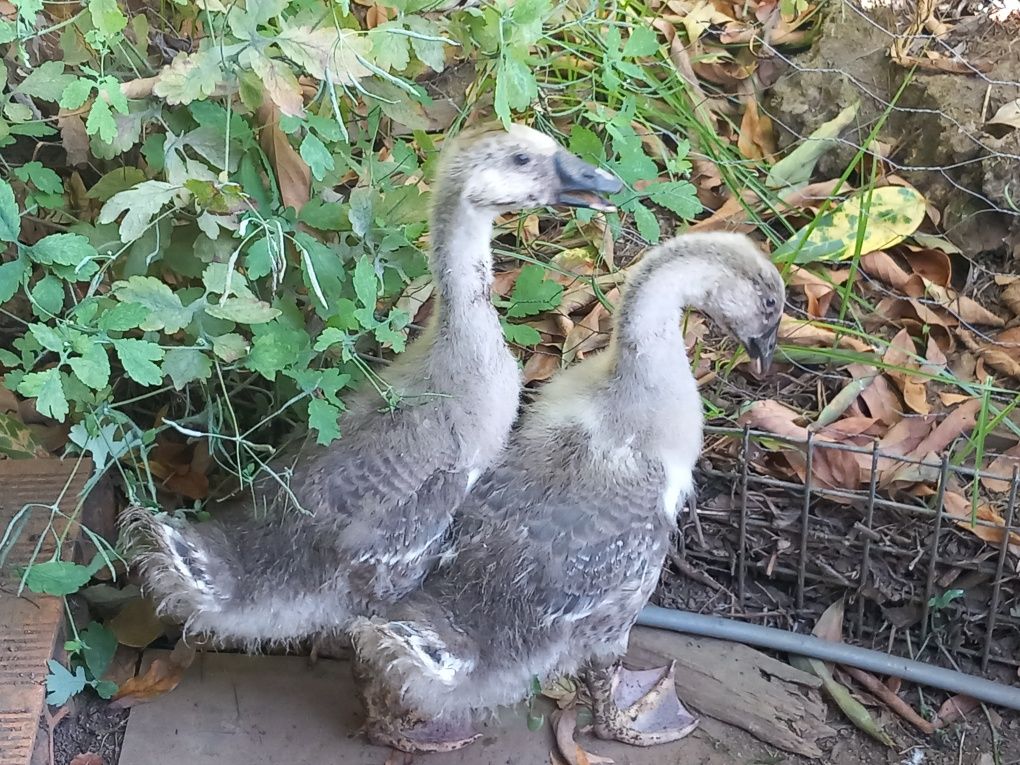 Casal de gansos da guiné