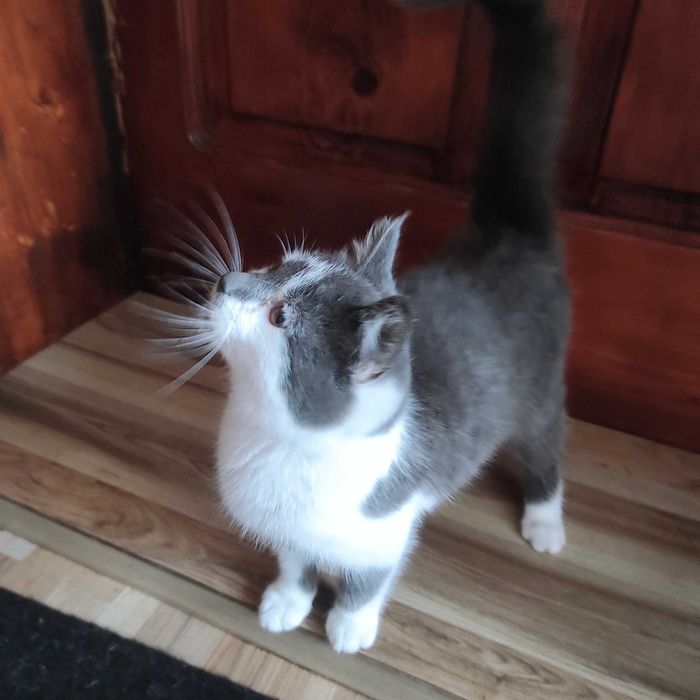 Віддаємо в хороші руки кошеня котика