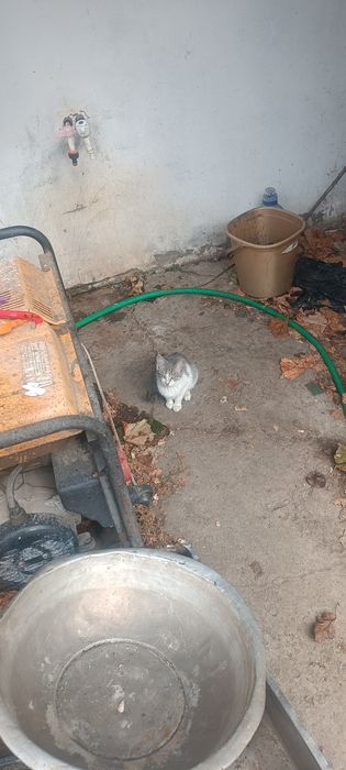Кошенята котики котик кіт
