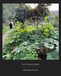 Agrofloresta & Bosque de Alimentos - Sintra