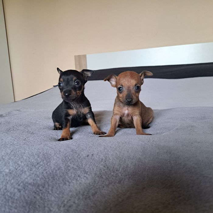 Pinczer miniaturowy mini xxs