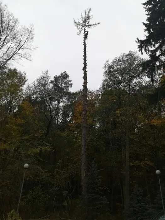 Wycinka i pielęgnacja drzew metodą alpinistyczną, arborystyka