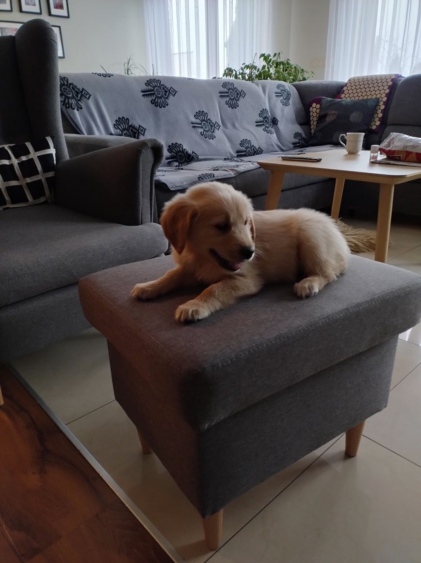 Szczeniak Golden Retriever biszkoptowe i zlote dla dzieci