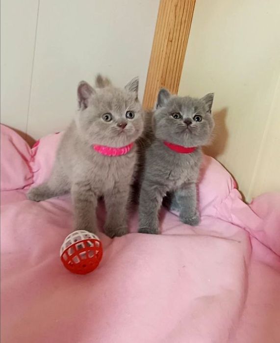 Котенок : Плюшевые комочки радости .