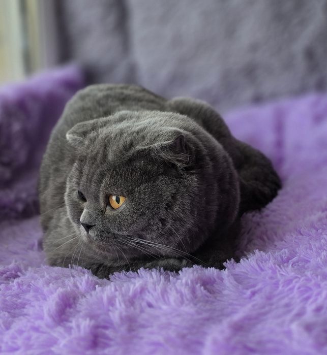 Шотландські висловухі котики