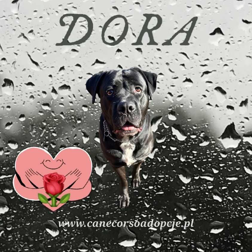 Dora w typie cane corso do adopcji.