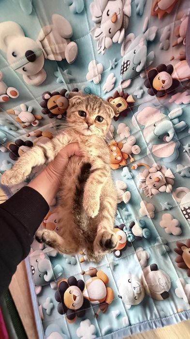 Шотландське кошеня, шиншила