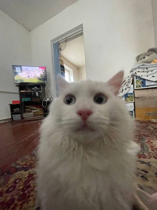 Отдам кота в хорошие руки