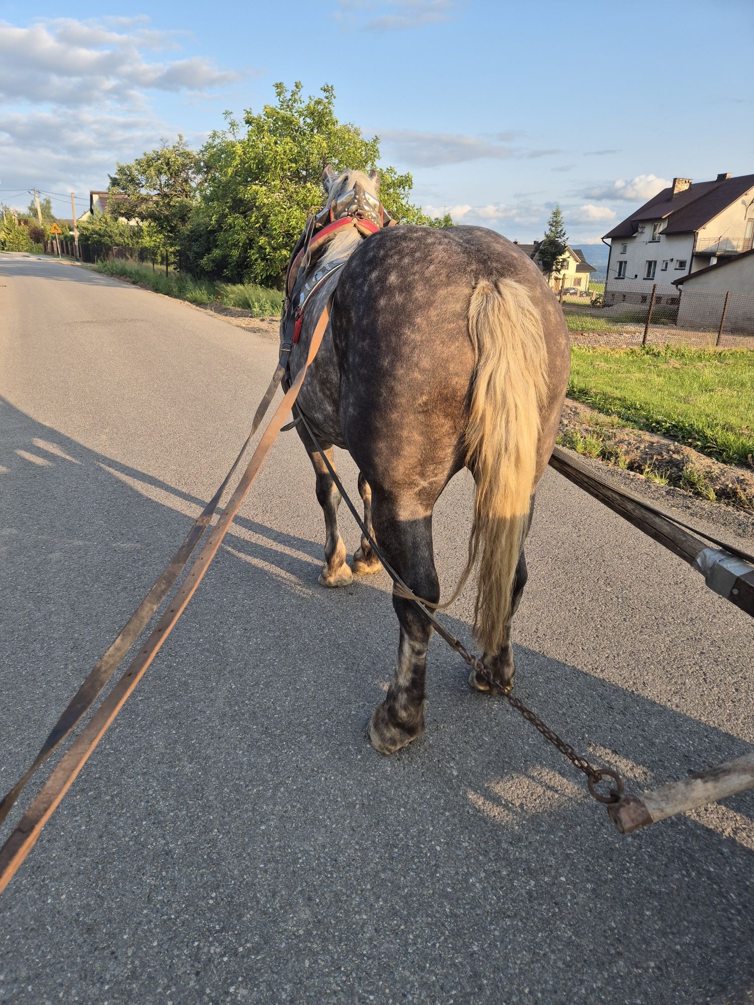 Klacz zimnokrwista szpak zamienię