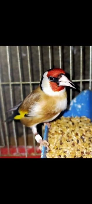 Aves para ceder criador registado no insf