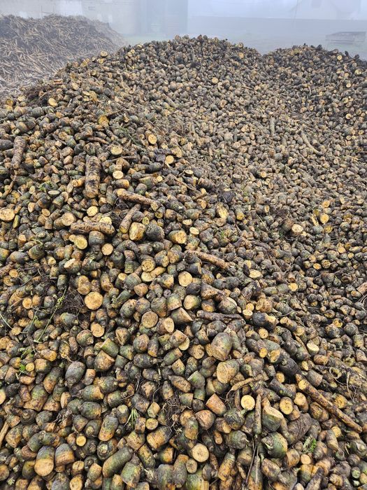 Marchew odpadowa dla zwierząt