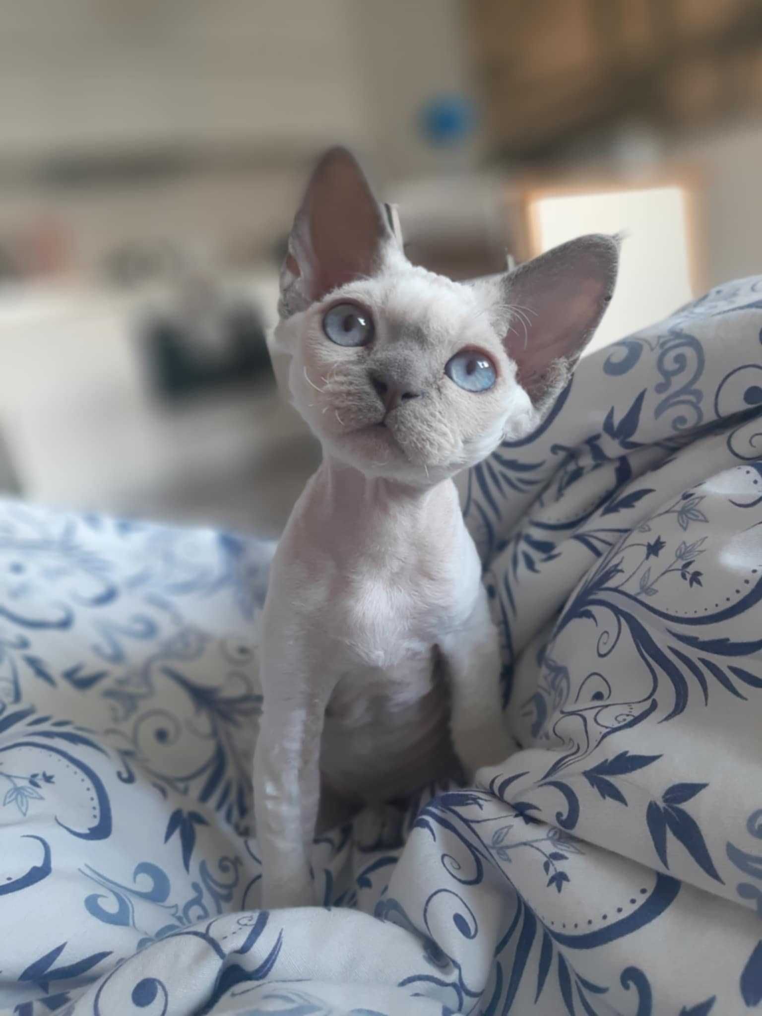 Koteczka Devon Rex Niebieski Point