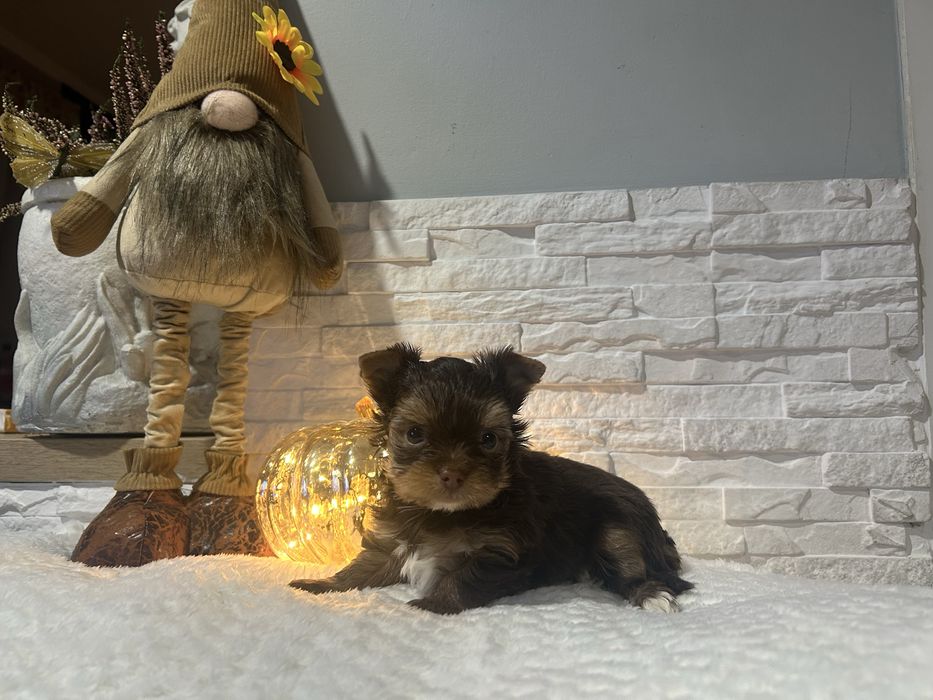 Yorkshire terrier pies