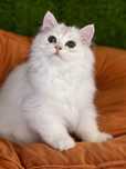 British  longhair