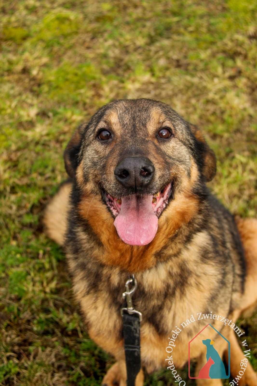Bardzo miły fajny piesek Joker szuka domu! Adoptuj!