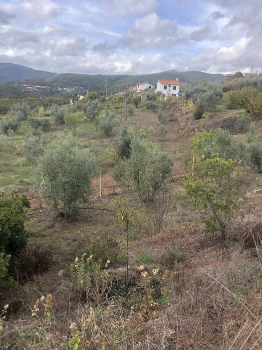 Azeite Biológico Charneca Caparica