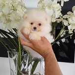Spitz Alemão Anão e/ou Lulu da Pomerânia  com LOP e AFIXO