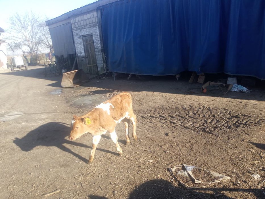 Sprzedam jałóweczkę