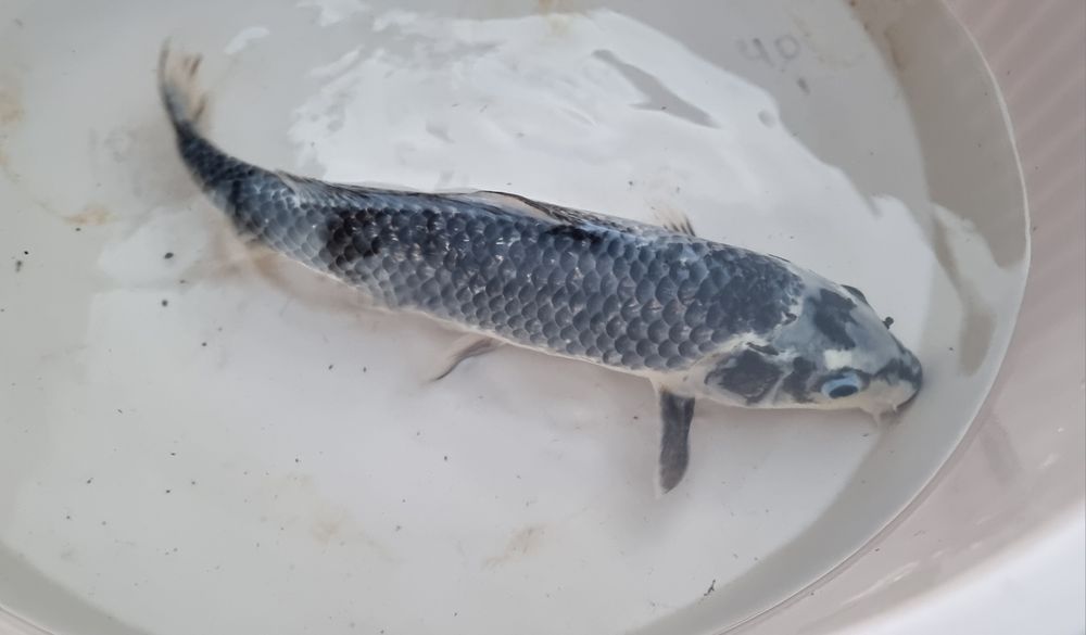 Carpa Koi - 35 cm