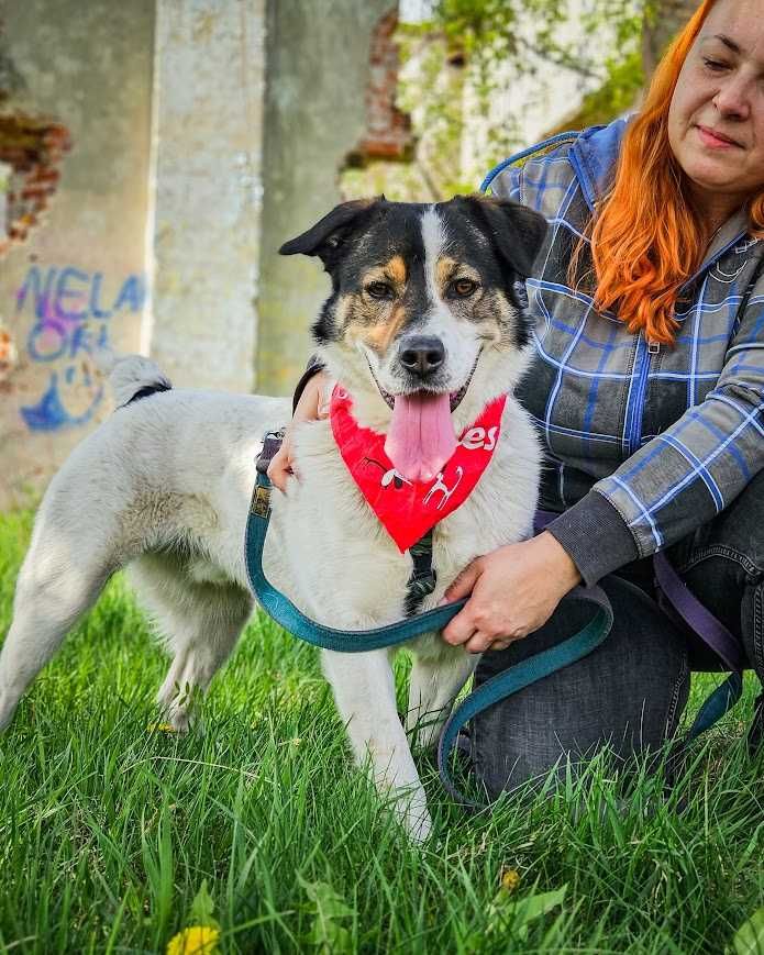 Przekochany, otwarty, absolutnie proludzki młodziak do adopcji!
