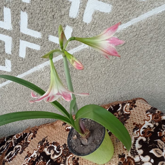 Продам вазон гіпеаструм