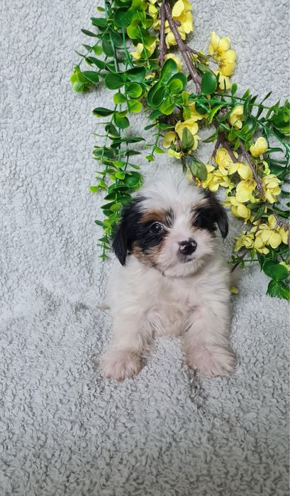 Yorkshire Beiwer mini de qualidade