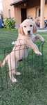 Golden Retriever piesek
