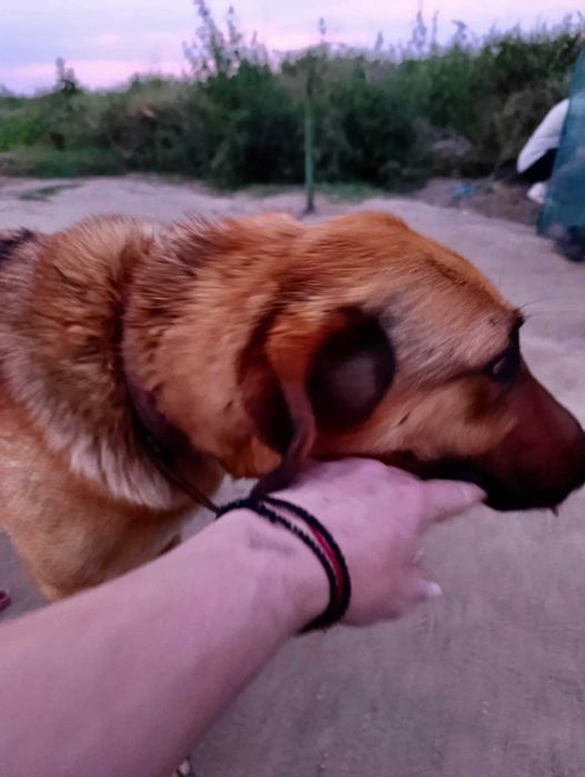 MICHALINA 1,5 cudowna sunia uratowana z łańcucha