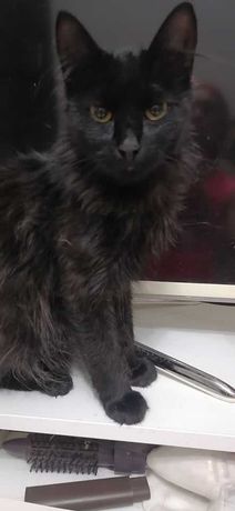 Пушистый чёрный кастрированный котик подросток