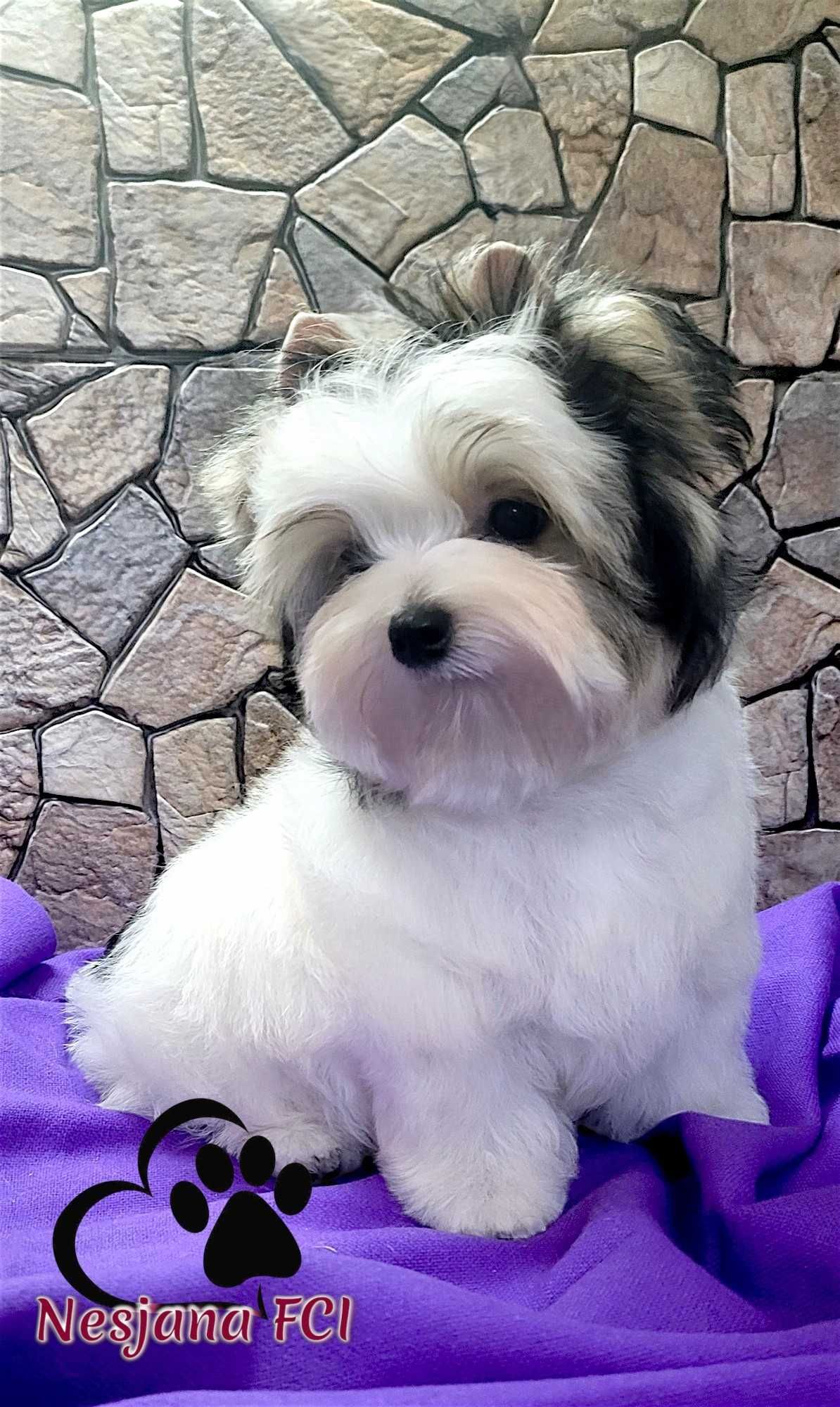 Piesek Biewer Yorkshire terrier - słodki, rod ZKwP=FCI