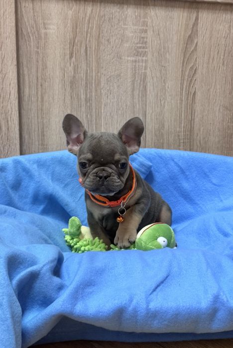 Міні малюк чекає на люблячих батьків, є і інші малята