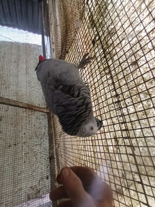 Casal de papagaios cinzentos para venda