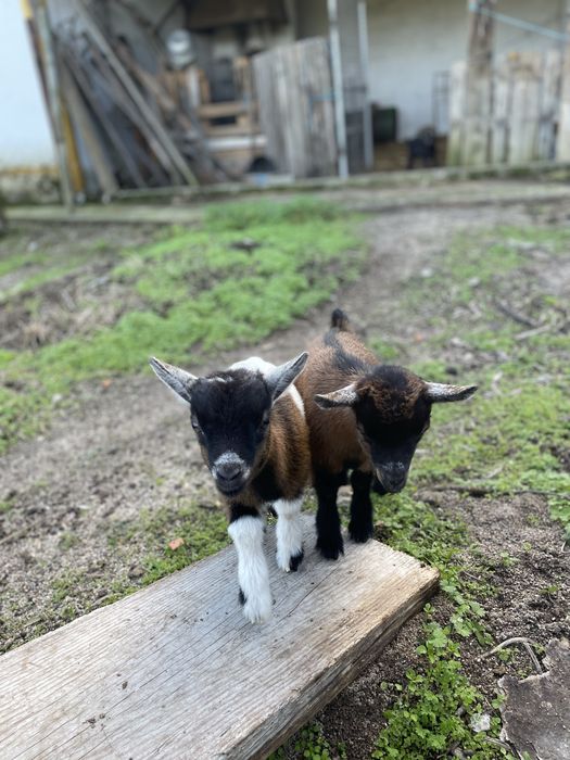 Casal de cabras anas