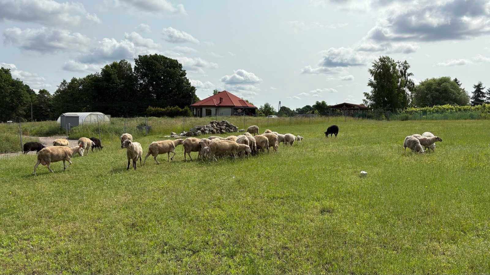 Owce fryzyjskie rodowodowe. Stado profesjonale, pochodzenie niemieckie
