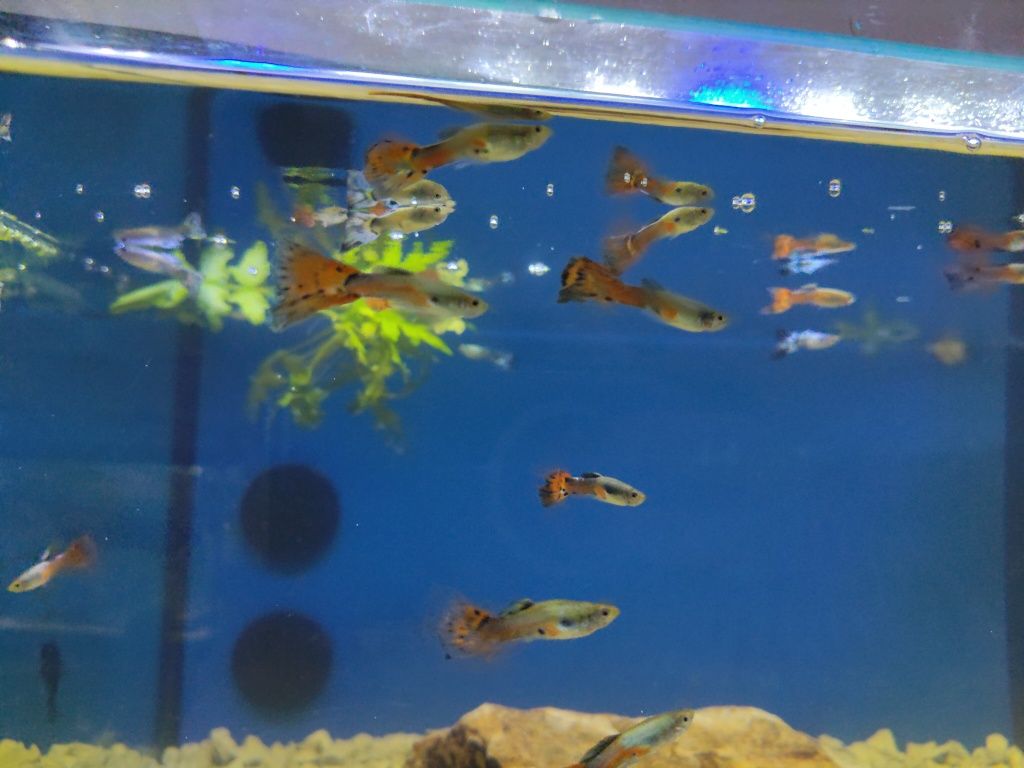 Guppys variados criação própria