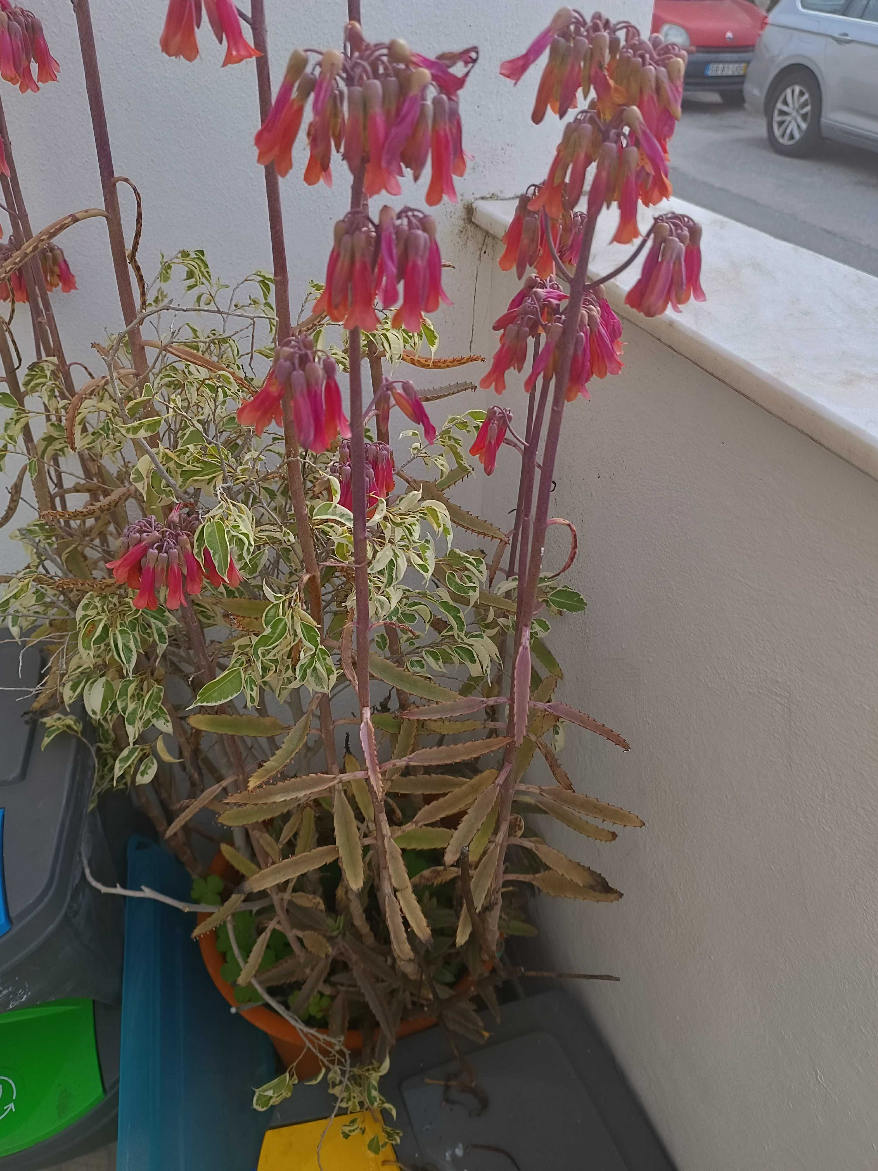 Planta kalanchoe daigremontiana