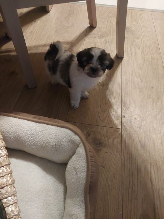 Sliczny szczeniak malshi do rezerwacji