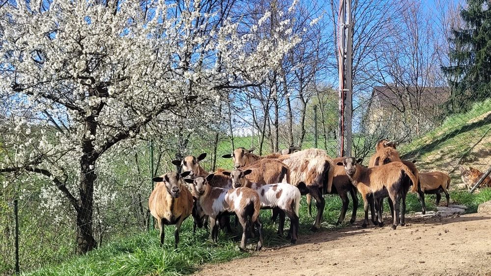 Sprzedam barany kameruńskie